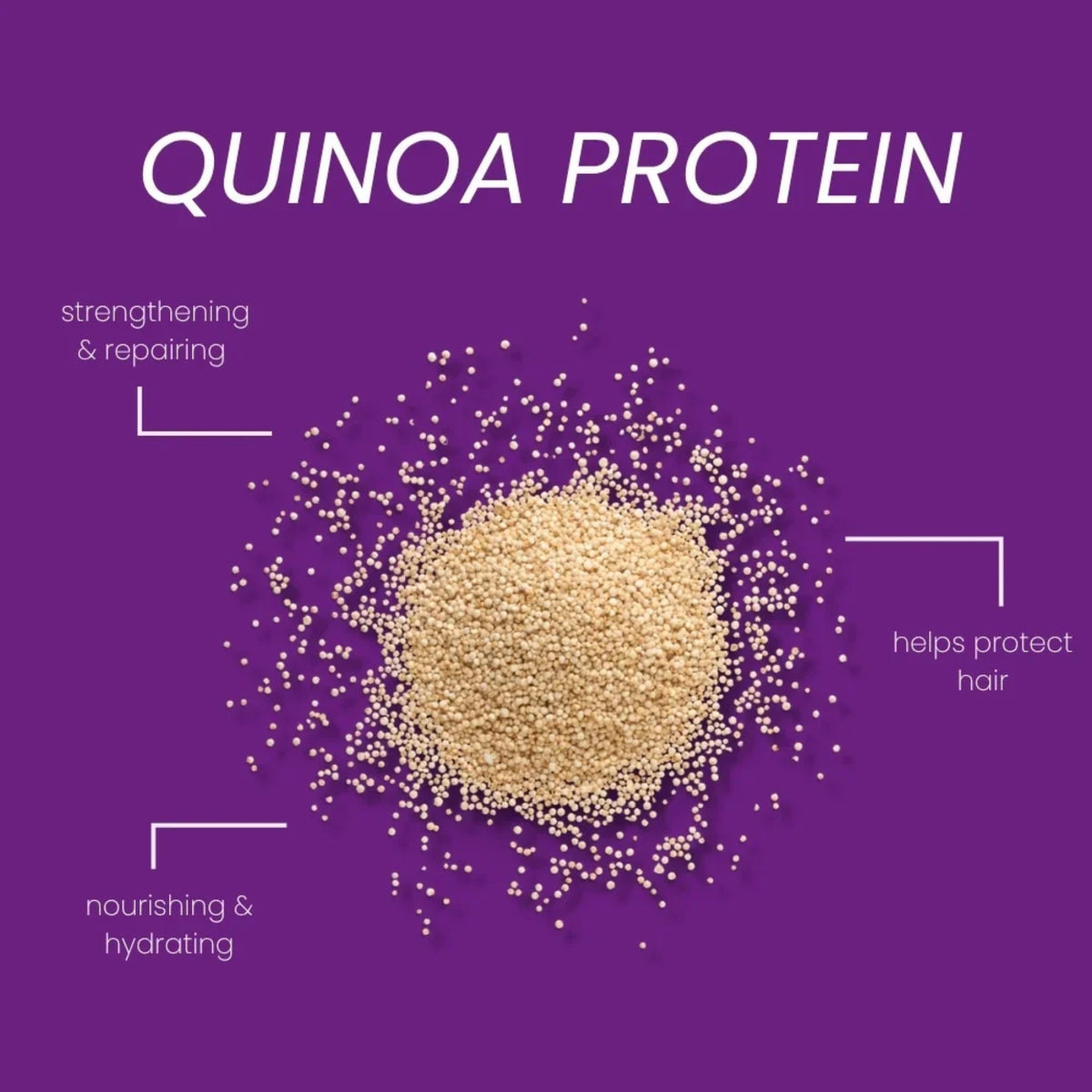 Quinoa protein-korn på lilla baggrund, styrker, reparerer, nærer og beskytter håret.