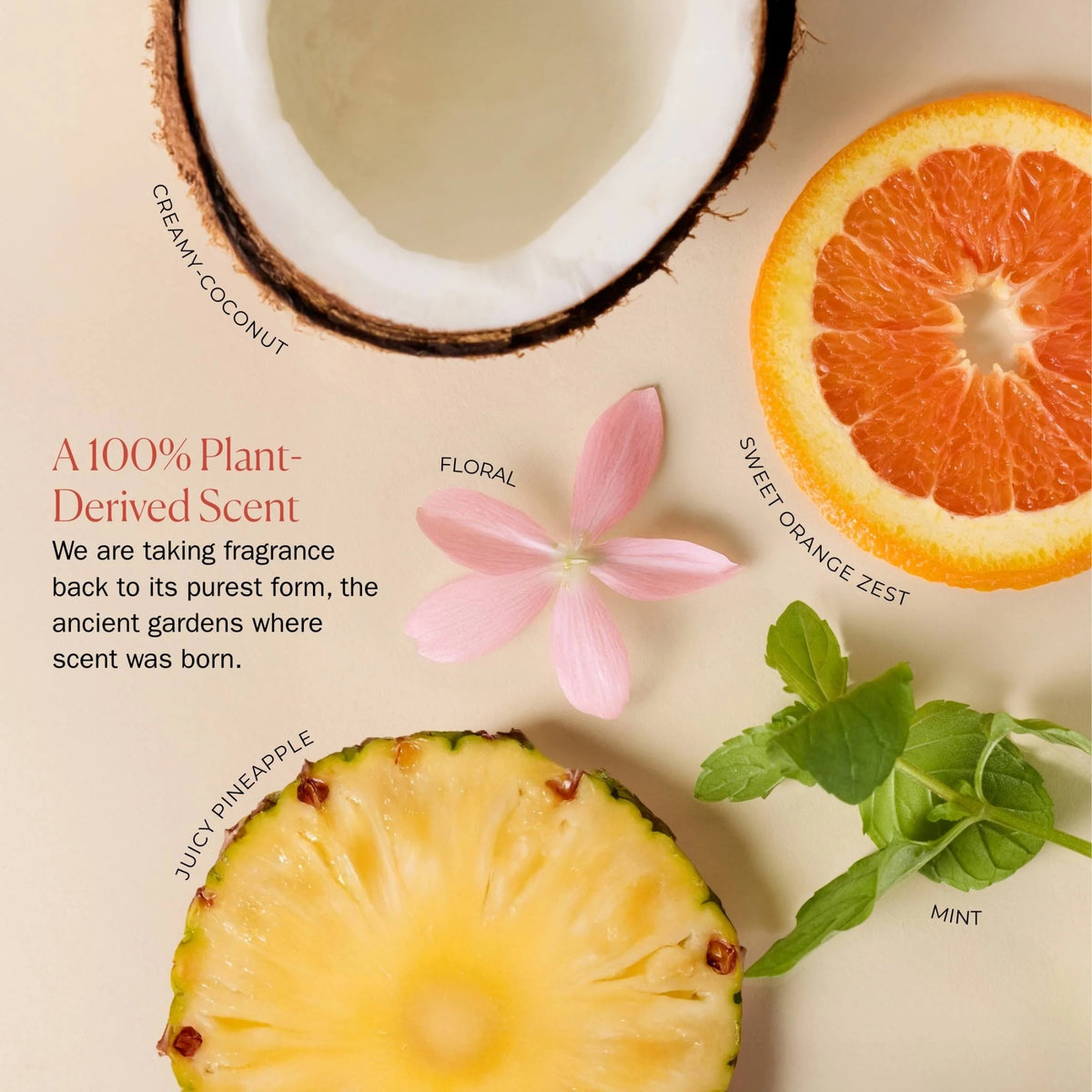 Creamy Coconut plant-derived scent with grapefruit, mint, and floral notes displayed with fresh coconut, orange slice, pineapple, pink flower, and mint leaves on beige background.