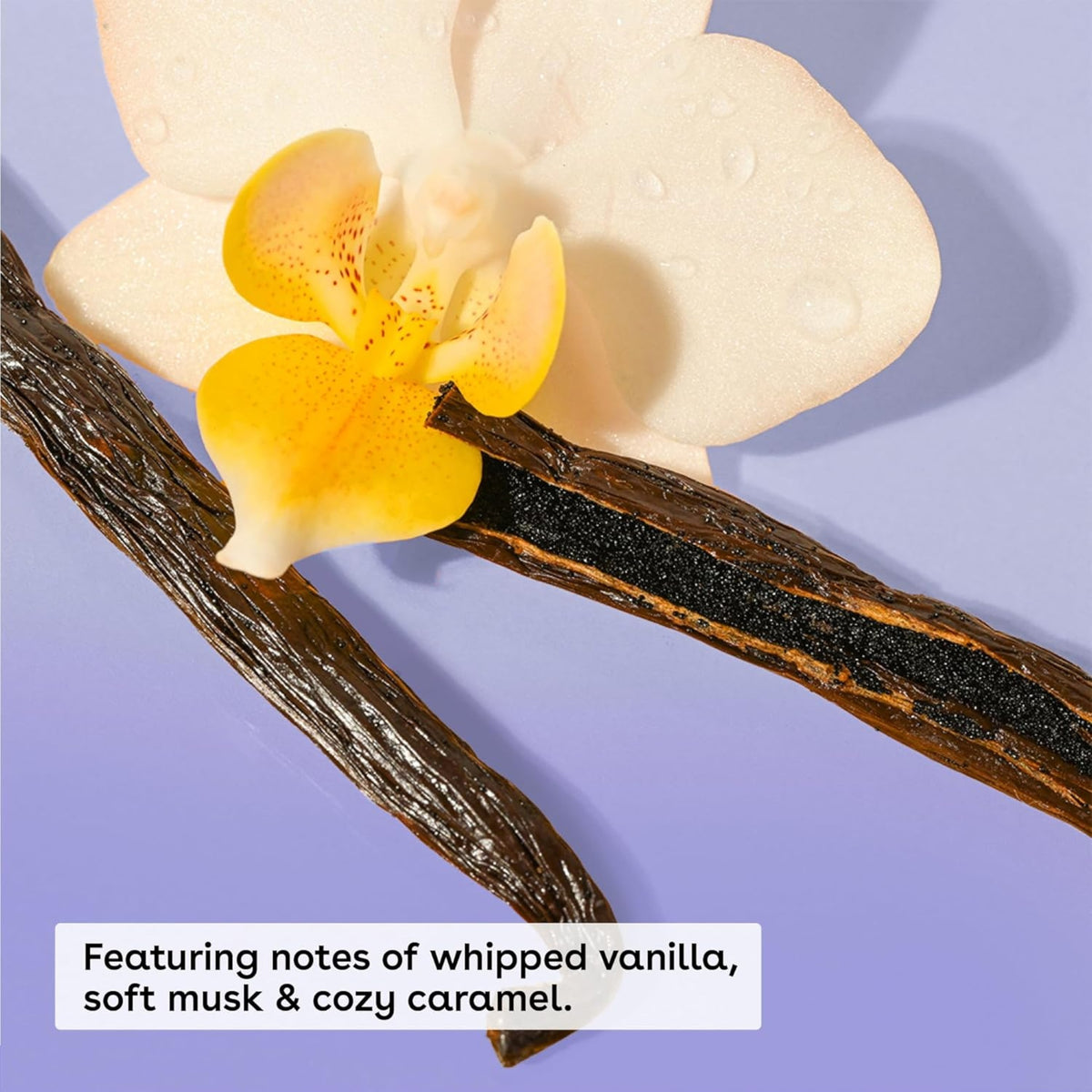 Vaniljestang og hvid orkidé med gule pletter på lilla baggrund – noter af whipped vanilla, blød moskus og cozy karamel.